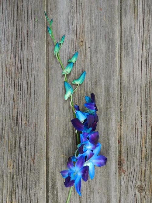 BOMBAY TINTED BLUE 60- DENDROBIUM ORCHID